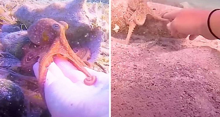 Mini-Oktopus schwimmt neugierig auf Taucherin zu - was dann geschieht, ist wie in einem Märchen