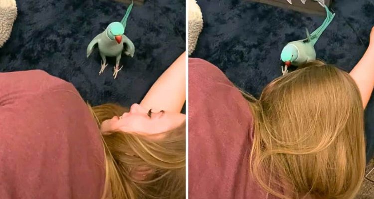 Kleiner Vogel mit großer Stimme: Wie dieser Mini-Papagei sich mit Frauchen unterhält, ist zu lustig