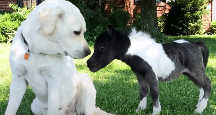 Mini Pferd von Mutter verstoßen - Wie dieser Labrador sich um sie kümmert, verzaubert das Internet