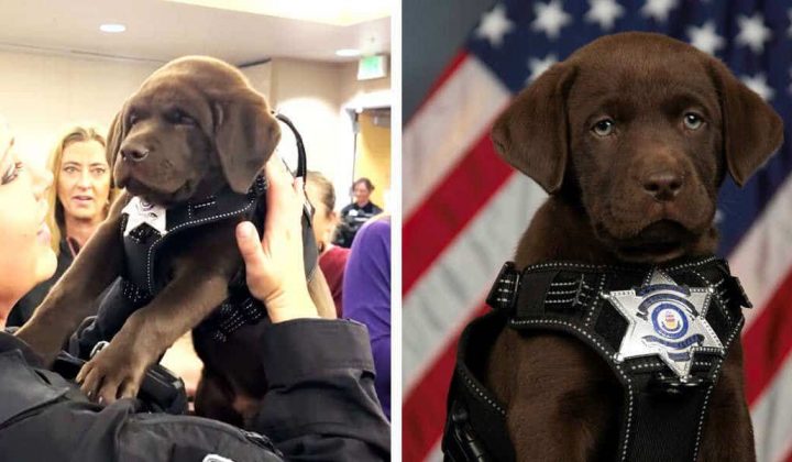 Mini-Polizeihunde werden vereidigt - Ihre Reaktion auf die Zeremonie ist zum Dahinschmelzen