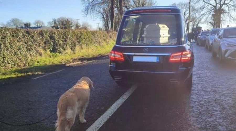 “Mir kommen die Tränen” Hund läuft Leichenwagen hinterher, nachdem sein Frauchen gestorben ist