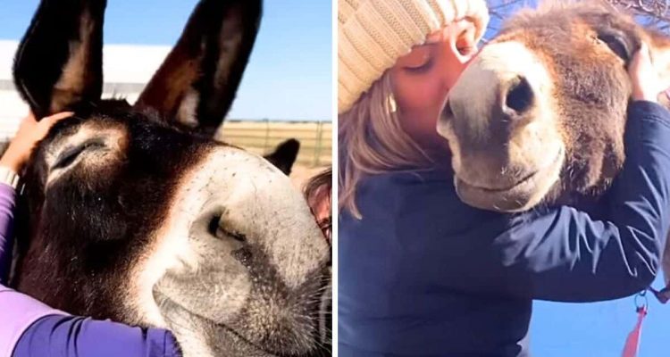 Misshandelte Esel finden neues Zuhause - wie sie auf liebevolle Berührungen reagieren, ist zuckersüß