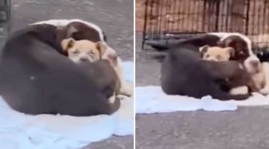 Mit Welpe am Straßenrand ausgesetzt - So rührend reagiert diese Hunde-Mama auf ihre Retter