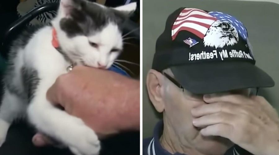 Mit welchem Trick diese Katze ihrem Herrchen das Leben rettet, ist einfach unglaublich