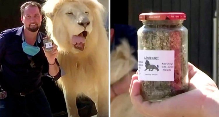 Münchener Zoo befüllt 2000 Gläser mit Löwenkot - der Grund dafür bringt die Welt zum Staunen