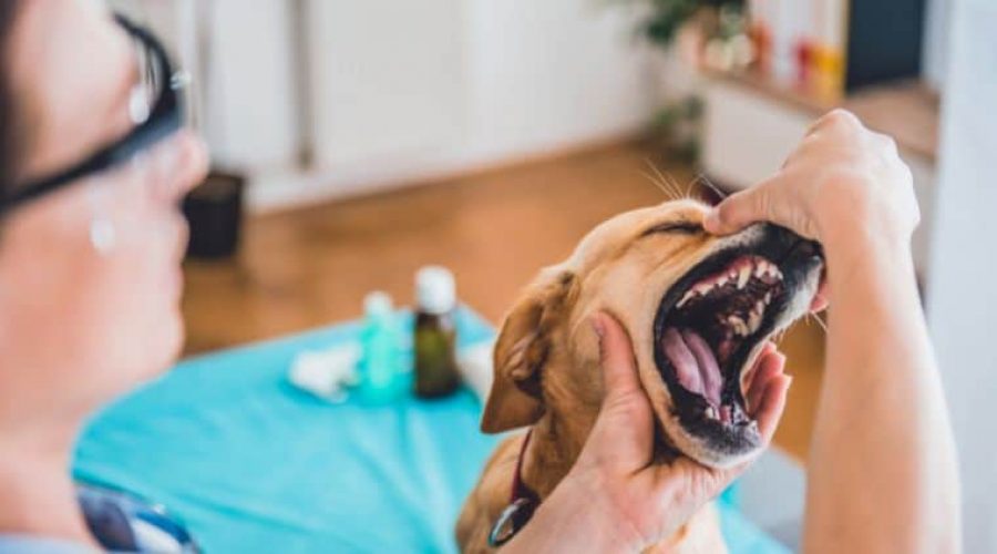 Mundgeruch Hund Hausmittel