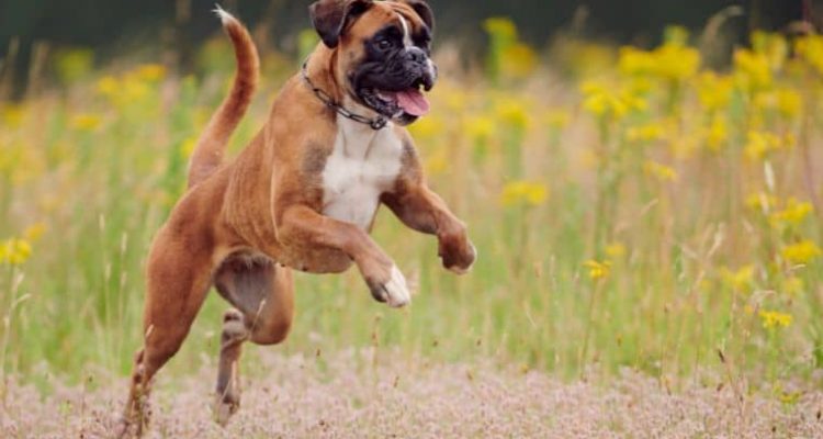 Muskelaufbau beim Hund