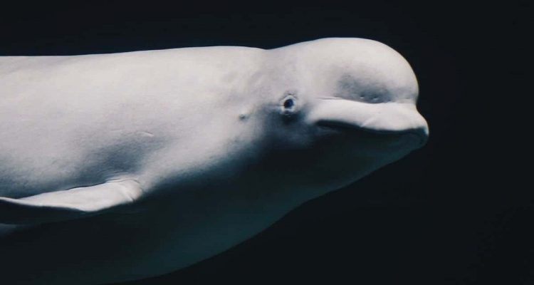 Mutmaßlicher russischer Spionage-Wal schwimmt nach Schweden: Sein Handeln stellt Forscher vor Rätsel