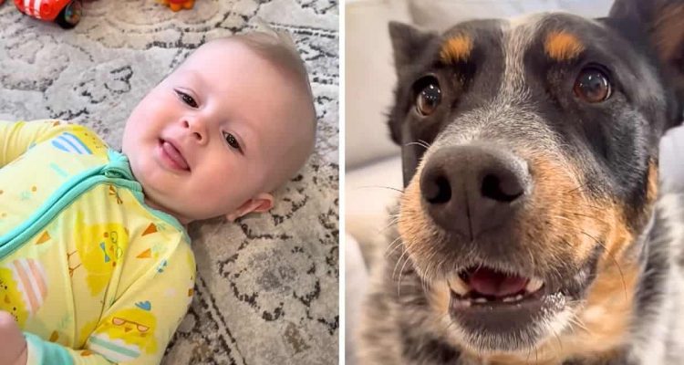Mutter will Baby das Sprechen beibringen - Was der aufmerksame Familienhund dann tut, ist zu goldig