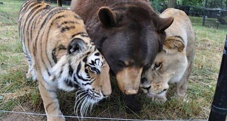 Nach Rettung aus grausamer Haltung Löwe, Bär & Tiger sind 15 Jahre beste Freunde in Auffangstation