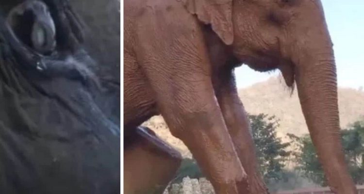 Nach brutaler Gefangenschaft endlich frei: Elefantendame kann ihre Freudentränen nicht zurückhalten