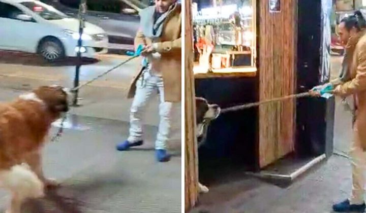 Nachtleben mit Hund- Darum besucht dieser Bernhardiner die angesagtesten Bars der Stadt