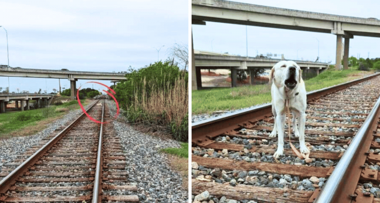 Nichts für schwache Nerven: Hund ist auf Bahngleis festgebunden - bei der Rettung zählt jede Sekunde