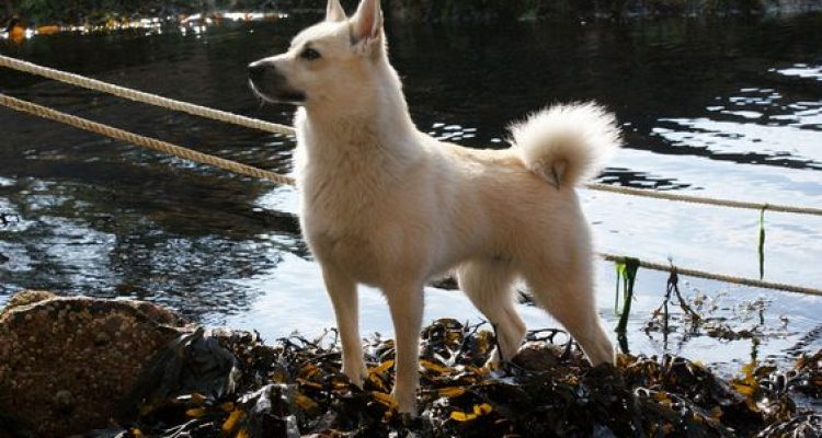 Norwegischer Buhund im Rassenporträt (mit Bilder und Infos)