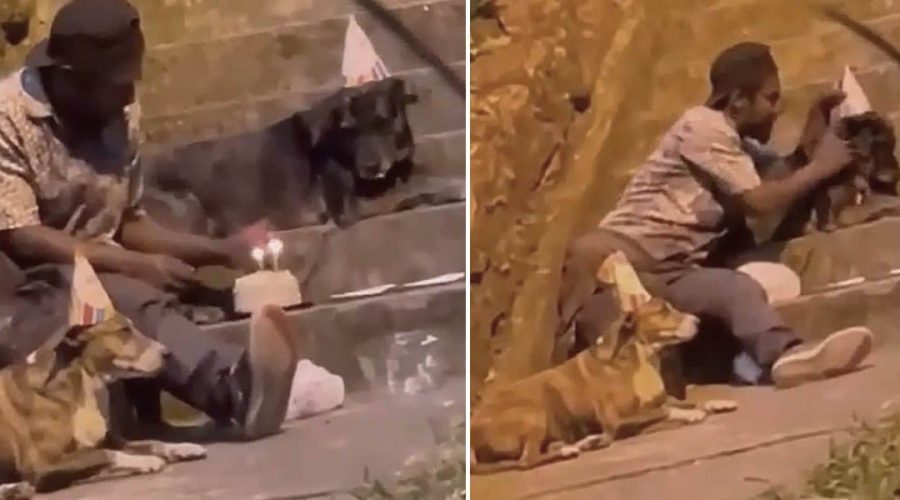 Obdachloser schmeißt Geburtstagsparty für seine Hunde – das berührende Video verändert sein Leben