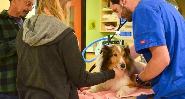 Gelähmter Hund soll eingeschläfert werden – was der Tierarzt dann zufällig bemerkt, überrascht alle