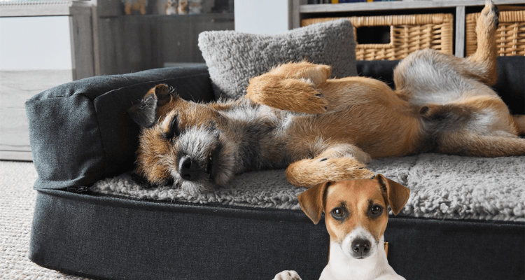 Orthopädisches Hundesofa: Top 5 Modelle im Test ([year])