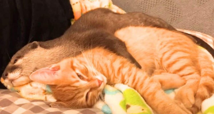 Otter-Baby kann nicht ohne sein Kätzchen schlafen: Diese zuckersüße Freundschaft geht viral