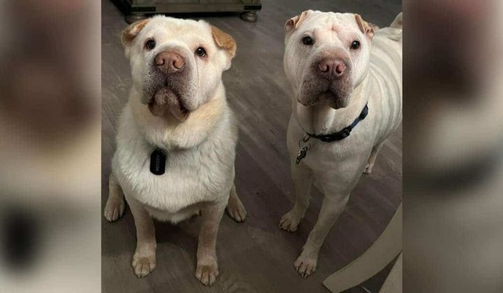 Paar adoptiert Hund, der ihrem Vierbeiner unheimlich ähnlich sieht - Als sie den Grund erfahren…