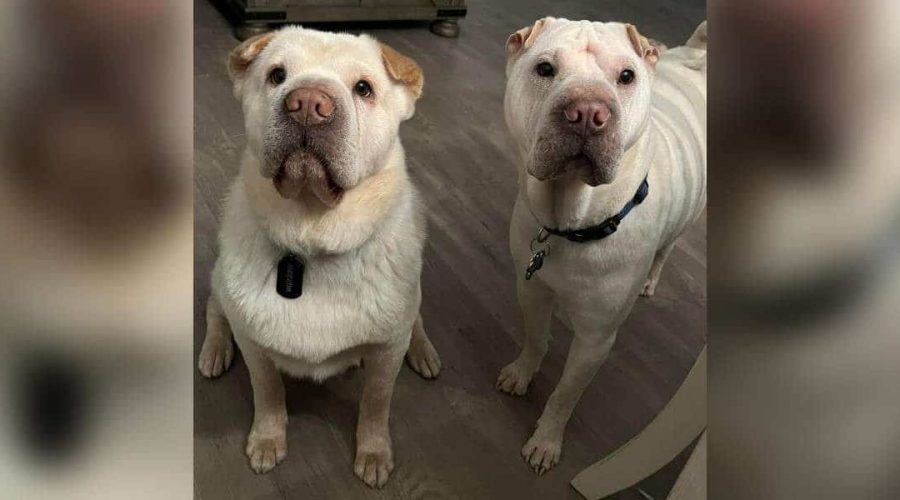 Paar adoptiert Hund, der ihrem Vierbeiner unheimlich ähnlich sieht - Als sie den Grund erfahren…