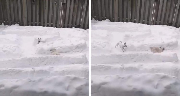 Pac-Man im Schnee - Wie diese Hunde einem Computerspiel Leben einhauchen, ist kaum zu glauben
