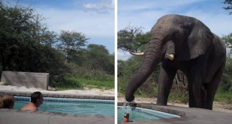 Pärchen sitzt im Pool – Plötzlich kommt riesiger Elefant und sorgt für unvergessliches Erlebnis