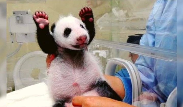 Panda-Baby trifft zum ersten Mal seine Mutter Seine Reaktion rührt alle zu Tränen
