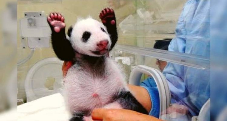 Panda-Baby trifft zum ersten Mal seine Mutter Seine Reaktion rührt alle zu Tränen