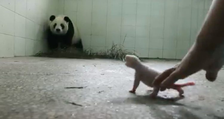 Pandabärin glaubt, ihr Baby für immer verloren zu haben - Was dann passiert, geht unter die Haut