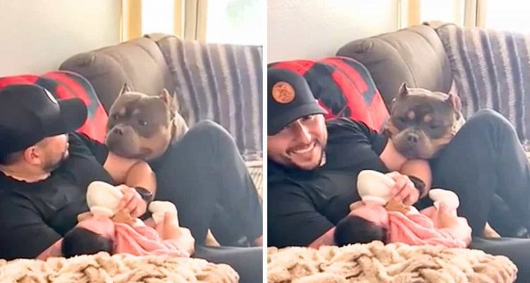 Papa füttert Baby auf der Couch - was der Familienhund dann tut, lässt alle Herzen schmelzen