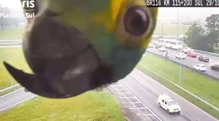 Papagei hält seinen Kopf in eine Autobahn-Kamera und verzaubert das Internet