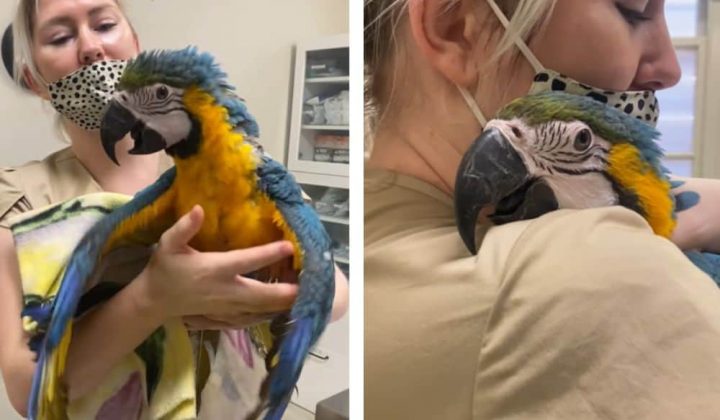 Papagei wacht nach einer OP verwirrt auf So liebevoll versucht die Tierärztin ihn zu beruhigen