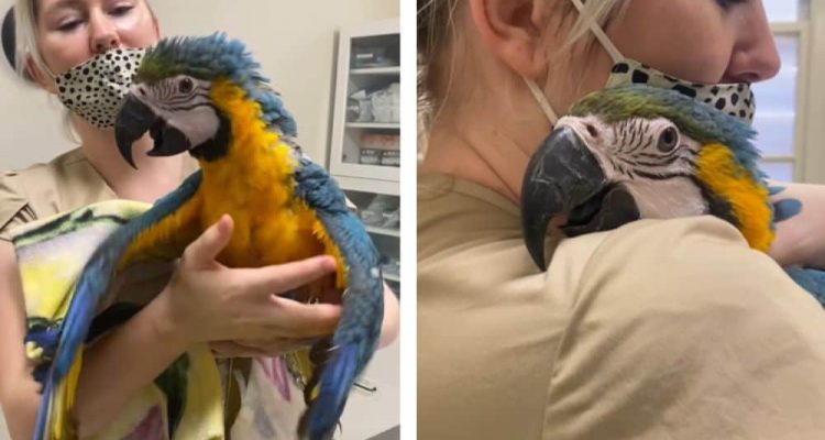 Papagei wacht nach einer OP verwirrt auf So liebevoll versucht die Tierärztin ihn zu beruhigen