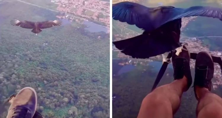 Paraglider macht unglaubliche Begegnung über den Wolken - Video ist einfach magisch