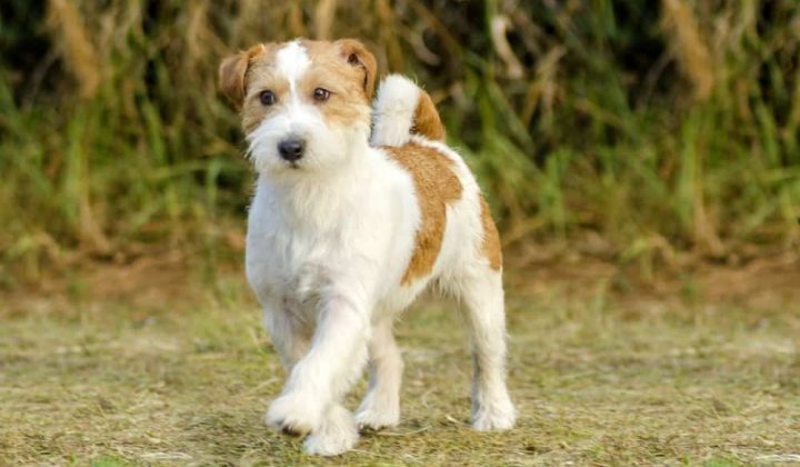 Jack Russel Terrier Puppy -Fotos Und -Bildmaterial In Hoher Auflösung
