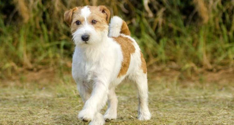 Parson Russell Terrier im Porträt