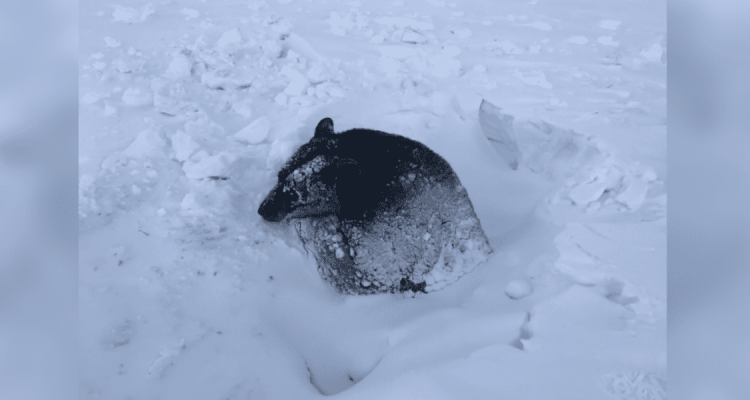 Passanten entdecken riesiges Tier, das im Schnee feststeckt - und treffen eine mutige Entscheidung