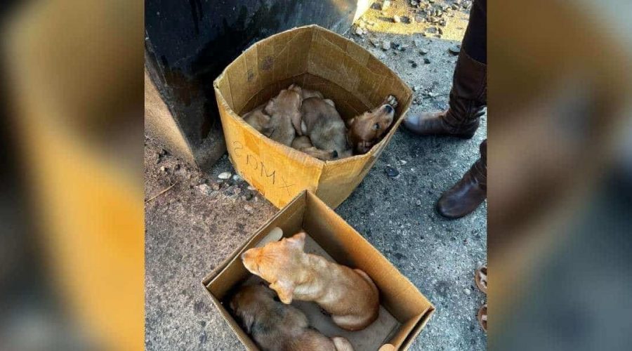 Passanten finden Karton mit Welpen neben Mülltonne - Tierschutzbehörde will sie einschläfern