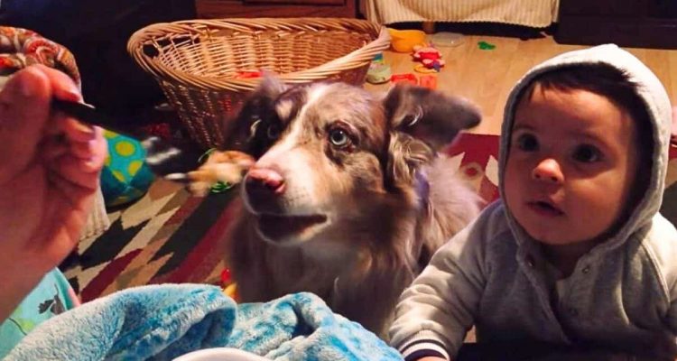 Unglaublich süß: Mutter möchte, dass ihr Baby "Mama" sagt – doch stattdessen spricht der Hund