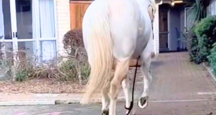 Pferd bricht ständig aus dem Stall aus: Der Grund dahinter bringt alle Herzen zum Strahlen