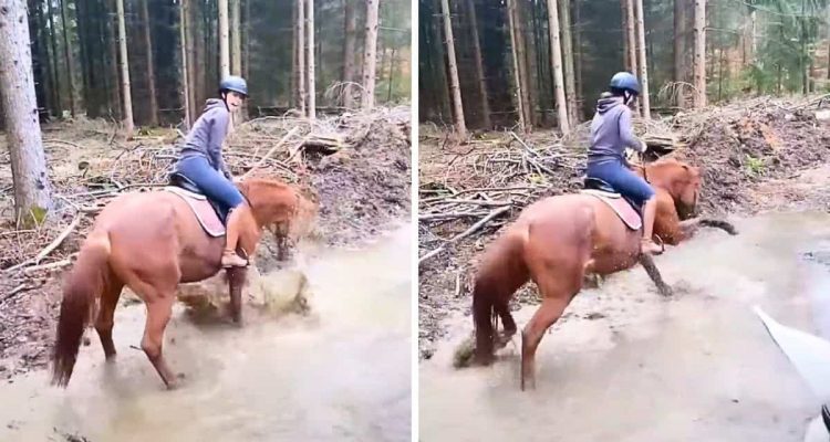 Pferd kommt mit Reiterin zu einer Pfütze – was es gleich anstellt, lässt die Lachtränen kullern