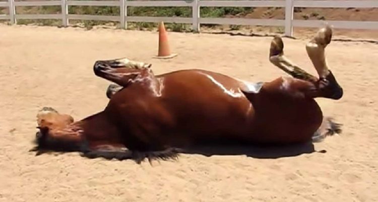 Pferd sorgt für Lachtränen im Internet, als es sich im Dreck wälzt und DAS tut…