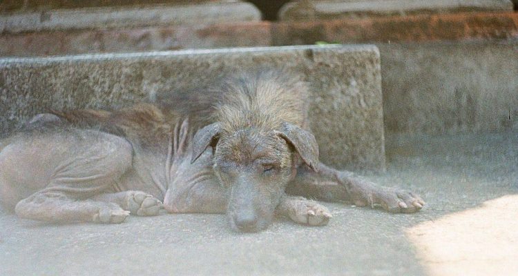 Tierschützer tut alles für die Rettung dieser Hündin – wie sie trotzdem stirbt, bricht ihm das Herz