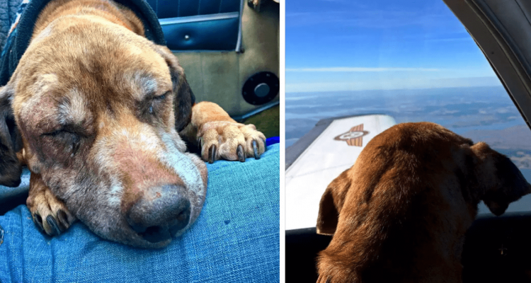 Pilot fliegt krebskranken Hund durchs Land, damit er seine letzten Tage bei Familie verbringen kann