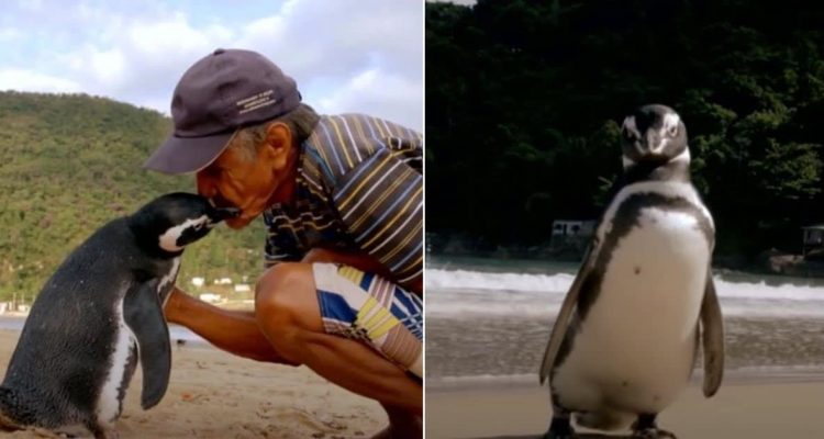 Pinguin besucht jedes Jahr seinen Retter Welche Strecke er dabei schwimmt, ist einfach unglaublich