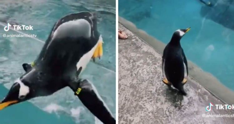 Pinguin schwimmt auf Beckenrand des Geheges zu - Zoobesucher können nicht fassen, was er dann tut