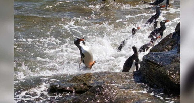 Pinguin versucht, Fotograf mit Posen zu beeindrucken - Die Fotos sind zum Totlachen
