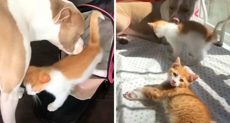 Pitbull-Hündin bekommt 2 Katzen als Geschwister: So unglaublich reagiert sie auf den Familienzuwachs