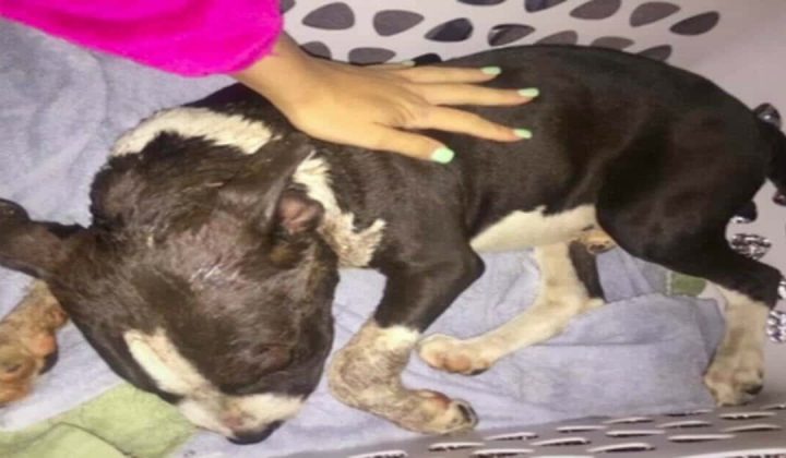 Pitbull-Welpe kämpft ums Überleben - der Grund dafür ist einfach grausam