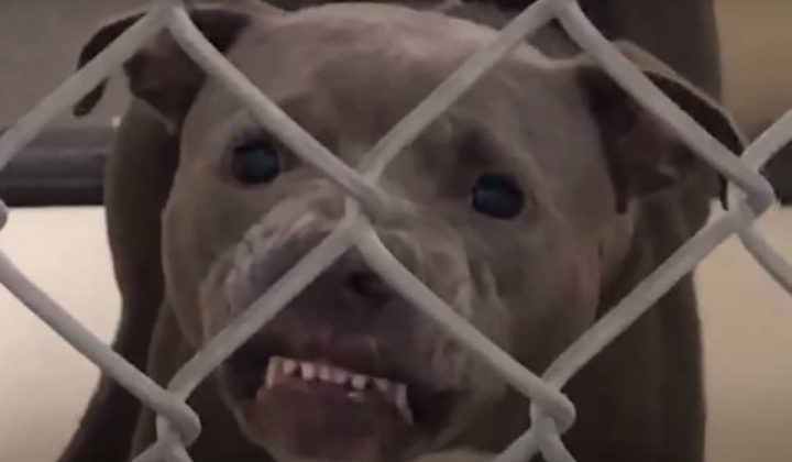 Pitbull darf nicht adoptiert werden - Was diese Hundeliebhaberin dann macht, rettet ihm das Leben